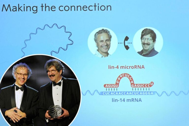 The Nobel Prize in Medicine honors the American duo for their discovery of microRNA

